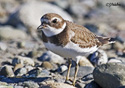 Charadrius semipalmatus